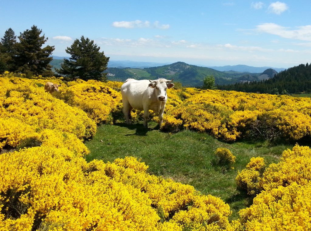 Paysage du Plateau du Mézenc